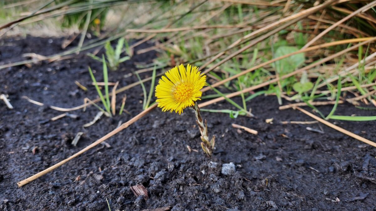 Coltsfoot