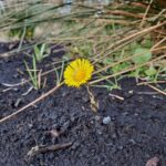 Coltsfoot