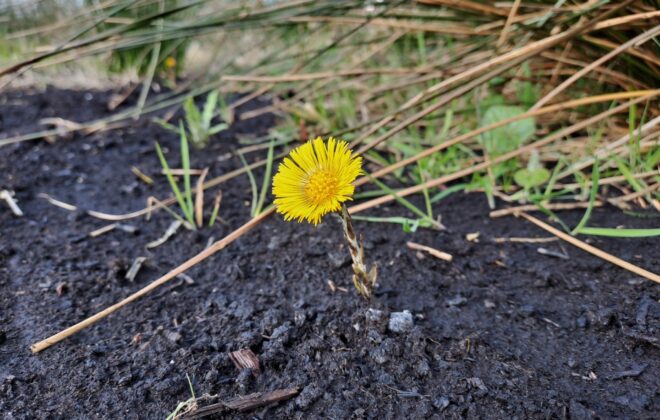 Coltsfoot
